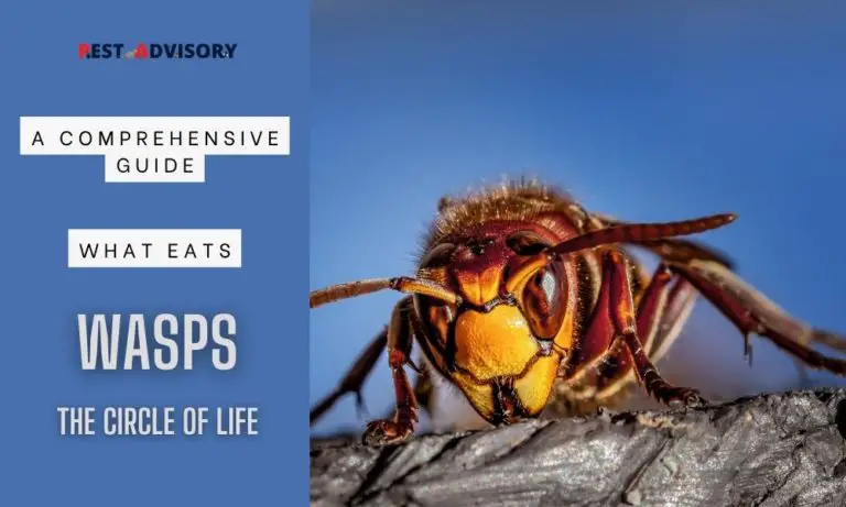 what eats wasps