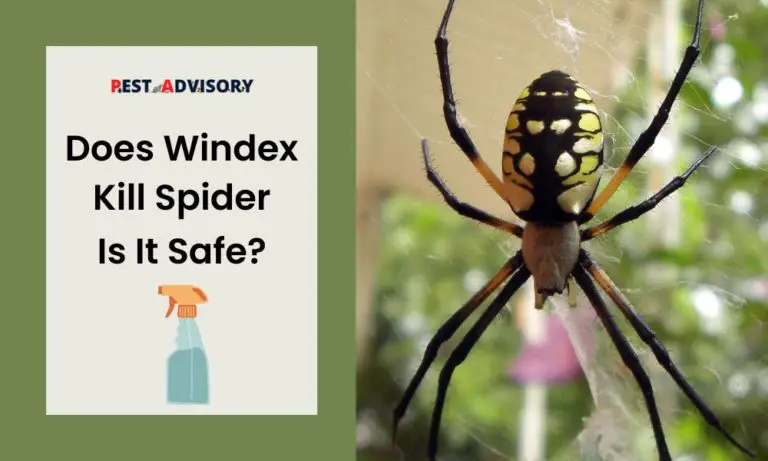 does windex kill spider