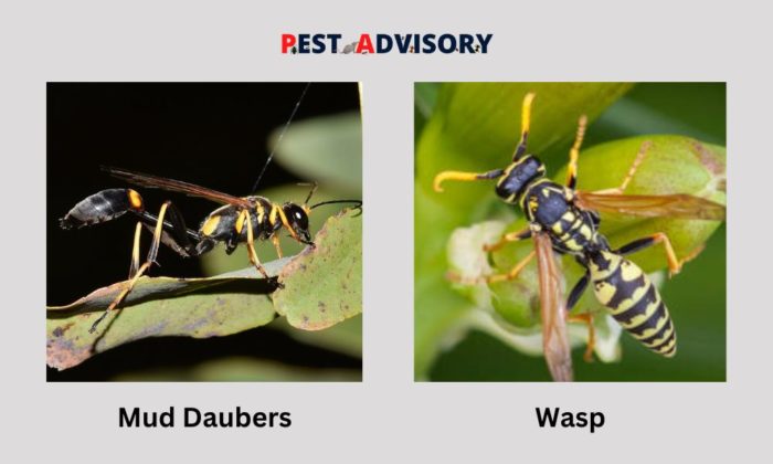 difference between wasps and mud daubers
