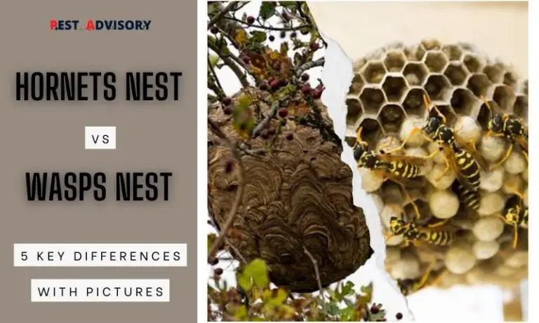 hornets vs wasps nest