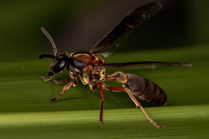 Can All Wasps Sting You