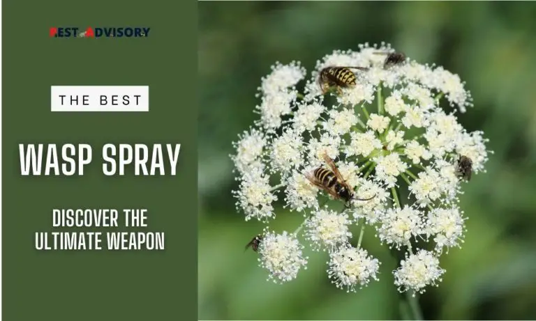 the best wasp killer spray