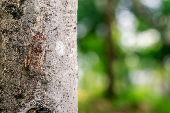 Do Cicadas Bite?