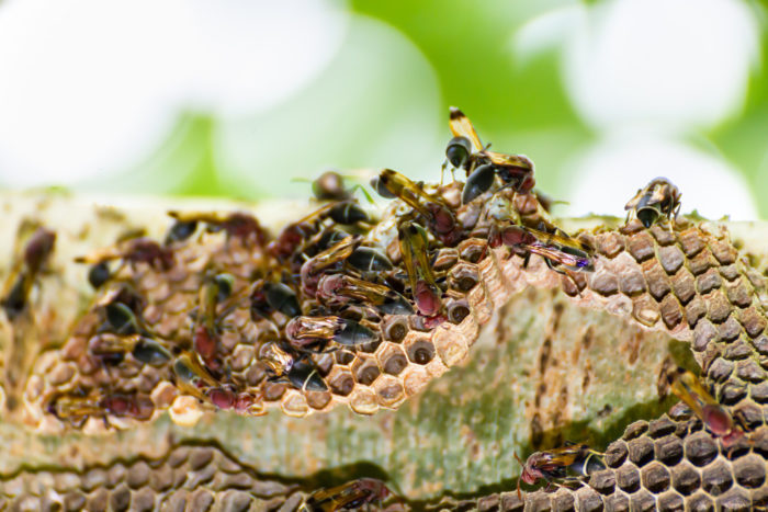 identification of hornets and wasps nest