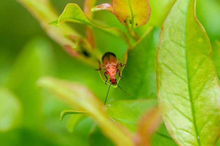 Cicada v/s Locust