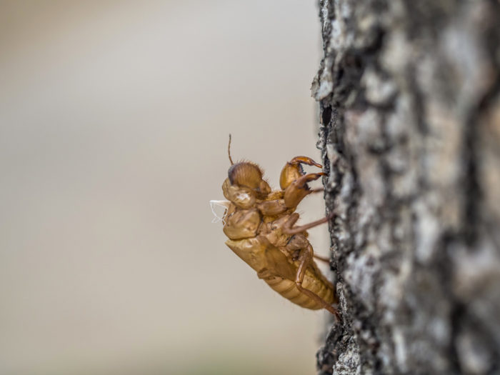 Cicada v/s Locust