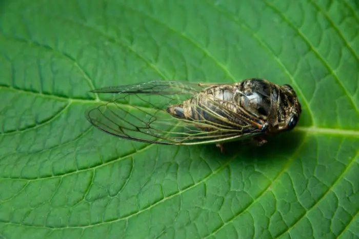 Purpose of Cicadas