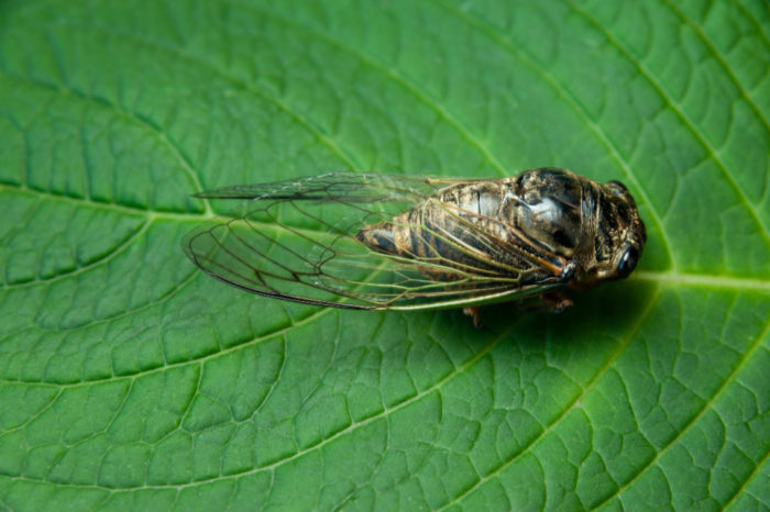 Purpose of Cicadas