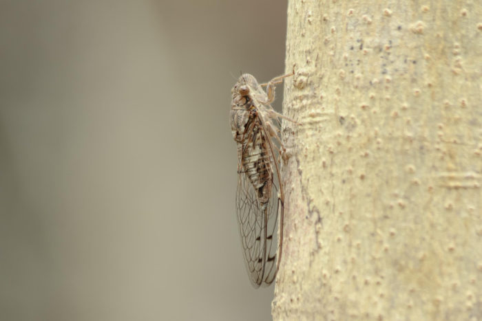 What is a Cicada?