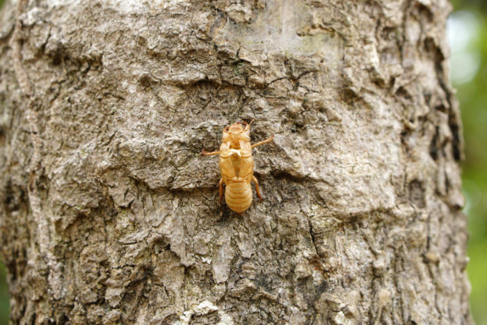 Cicada Life Cycle