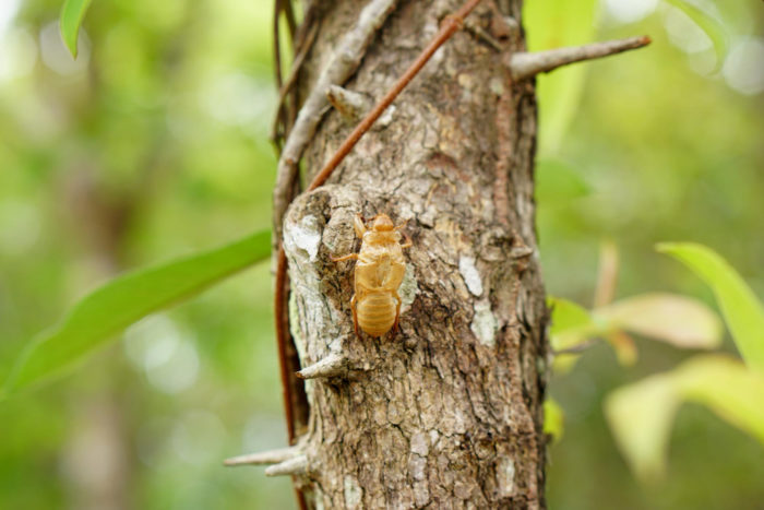 Cicada Life Cycle