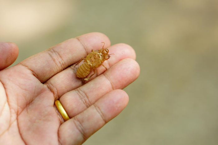Cicadas Bite