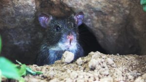 Do Rats Dig Holes And Tunnels? | How to Get Rid of Them