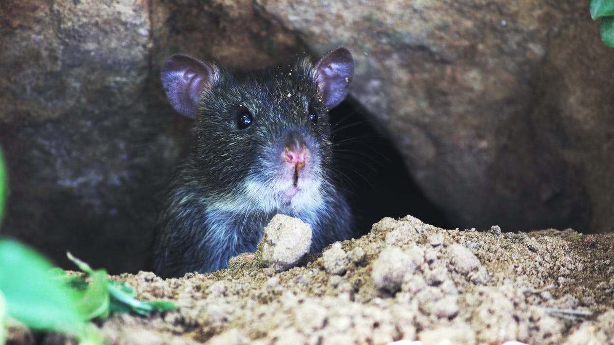 do-rats-dig-holes-and-tunnels-how-to-get-rid-of-them