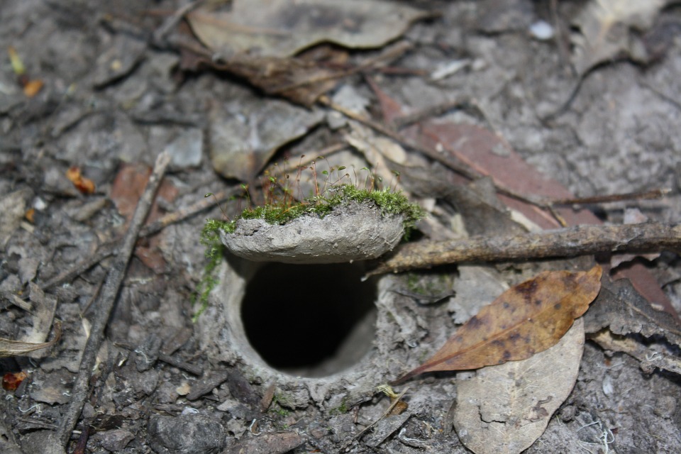 Do Rats Dig Holes And Tunnels? How to Get Rid of Them