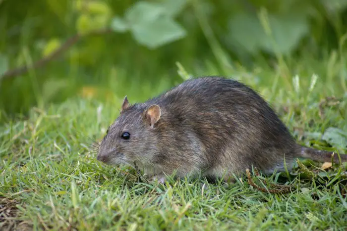 can rats transmit rabies