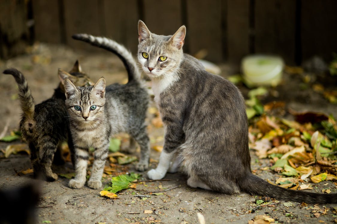 Do Cats Keep Rats And Mice Away How To Get Rid Of Rats do-cats-keep-rats-and-mice-away-how-to-get-rid-of-rats