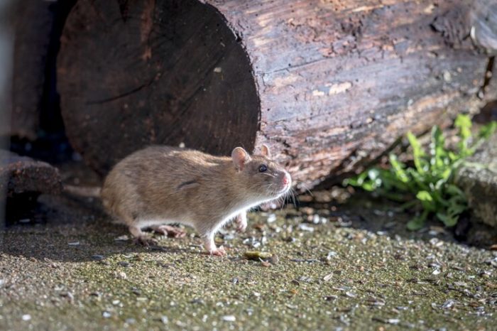 difference between norway & roof rats