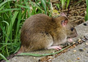 Using Plaster Of Paris For Rat Control | Killing Rats