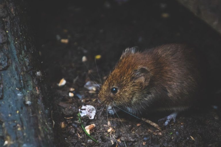 How To Get Rid Of Rats In The Wall Keep Them Away For Good