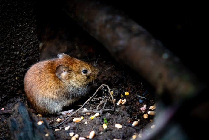 materials rats can't chew through