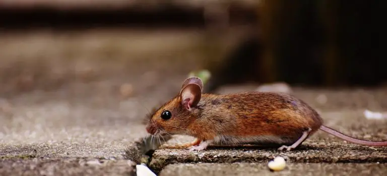 signs of mice at home