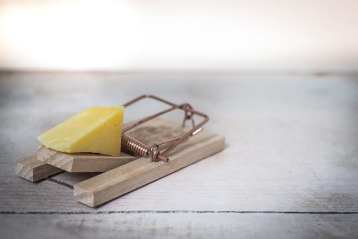 place traps to remove rats from wall