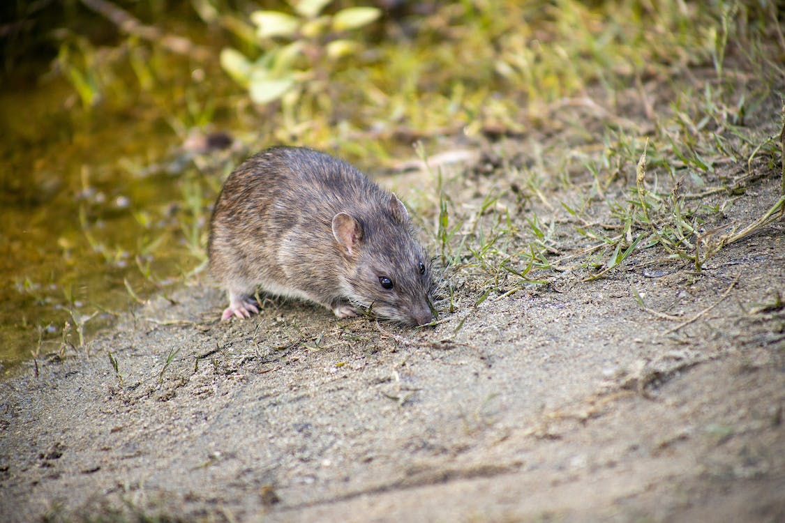 what-causes-rat-infestation