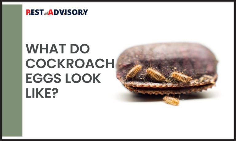 cockroach eggs look like