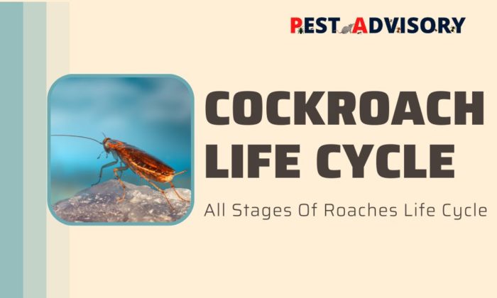 Cockroach Life Cycle | All Stages of a Roaches Life Cycle