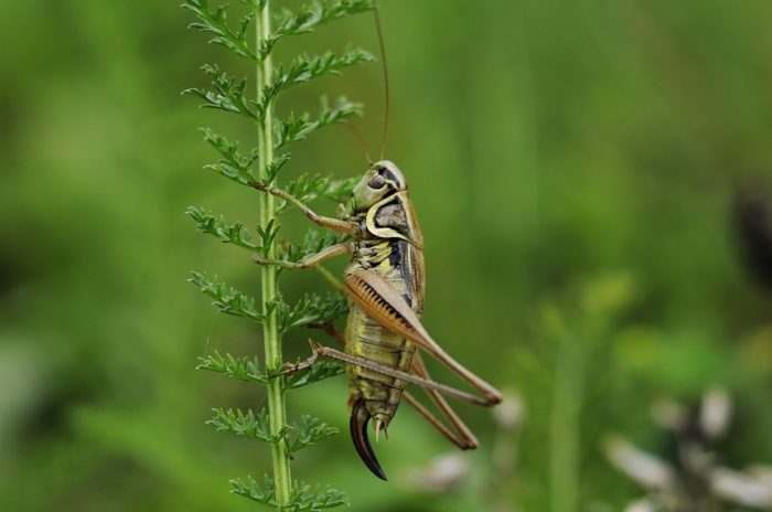 Cockroach vs. Cricket