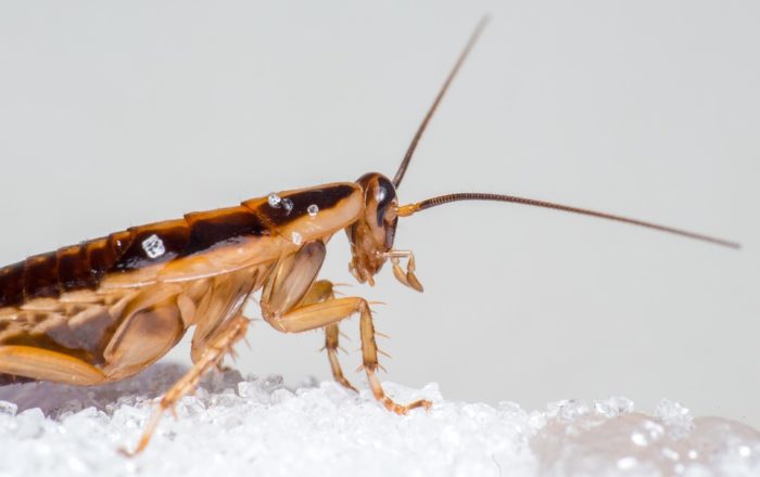 Are Shrimps and Cockroaches Related? | Find Out Here