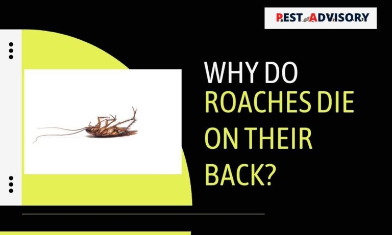 why do cockroaches die on their back