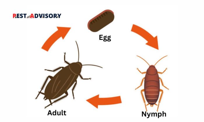 cockroach life cycle