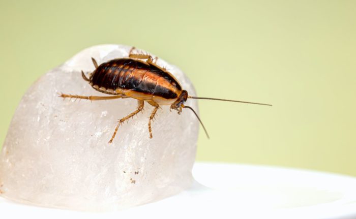 can cockroaches spread diseases