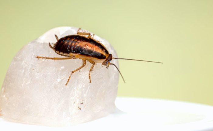 Cockroach Life Cycle | All Stages of a Roaches Life Cycle