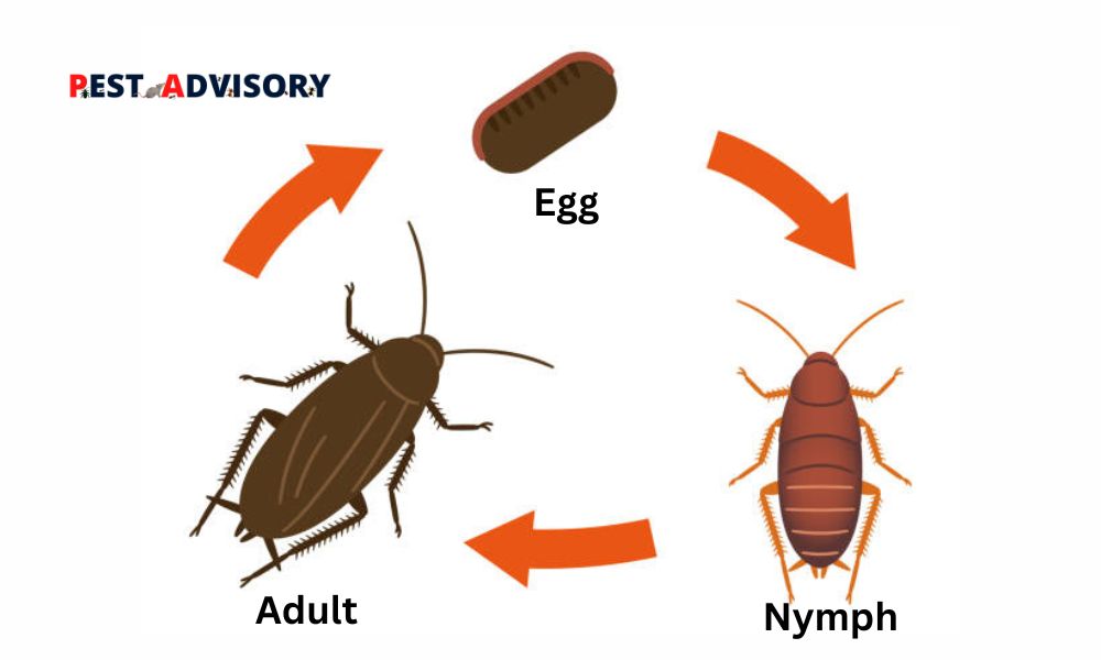 Cockroach Life Cycle | All Stages of a Roaches Life Cycle