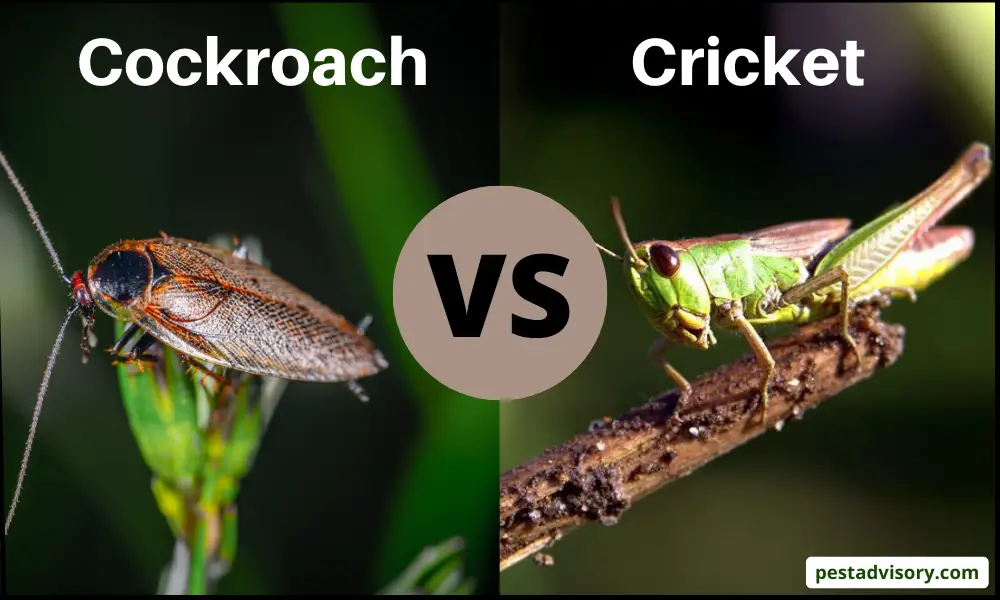 cockroach vs. cricket