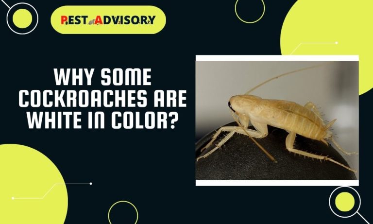 why some cockroaches are white
