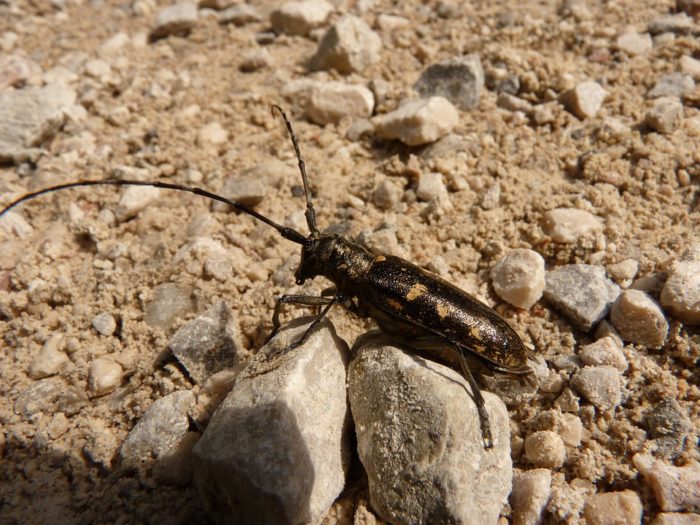 difference between roaches and crickets