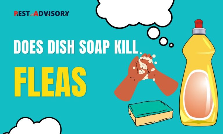 does dish soap kill fleas