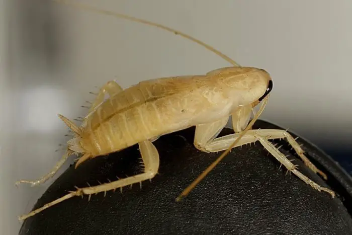 white cockroaches are rare
