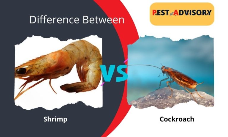 difference between shrimp and cockroach