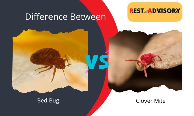 difference between clover mite and bed bug