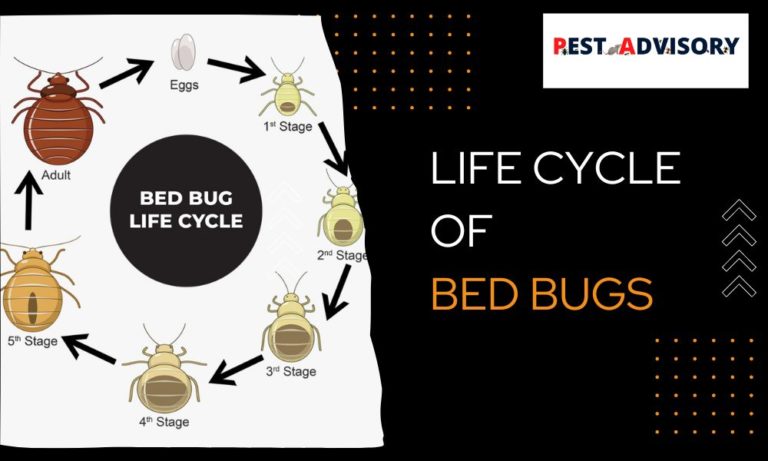 lifecycle of bed bugs