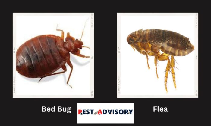 difference between bed bugs vs fleas