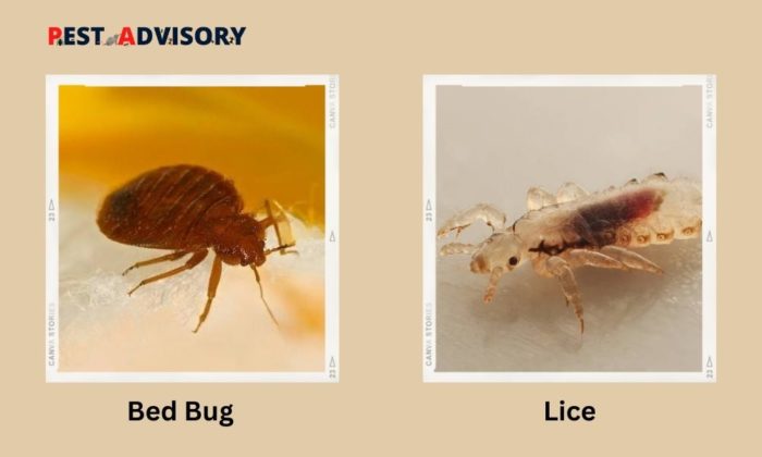 difference between bed bug and lice