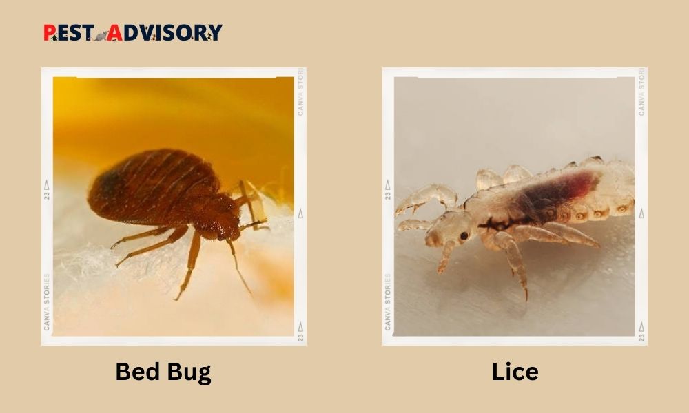 Difference Between Bed Bugs And Lice