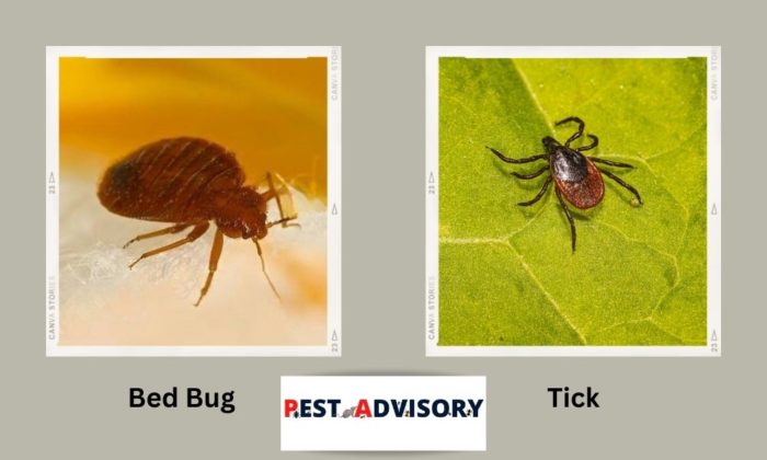 difference between bed bugs and ticks