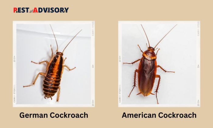 difference between german roach and american roach